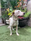 adoptable Dog in  named Ziggy