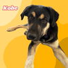 adoptable Dog in  named Kobe