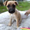 adoptable Dog in  named Lady
