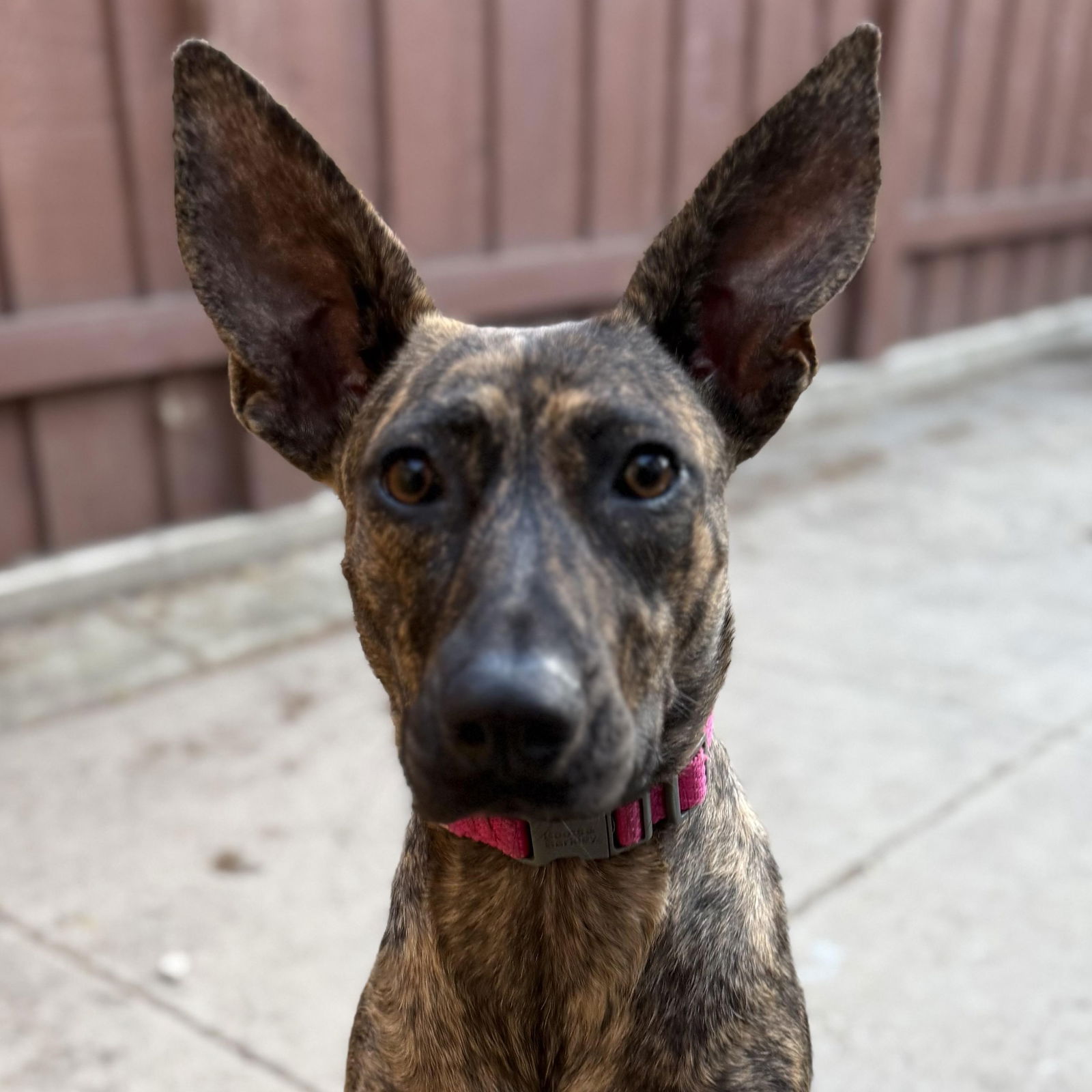 adoptable Dog in San Diego, CA named Sahara