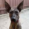 adoptable Dog in  named Sahara