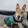 adoptable Dog in  named Winnie