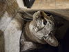 adoptable Cat in  named Susie