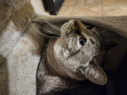 Susie, Adult American Shorthair (short coat), cat for adoption in Florence, Alabama