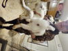 adoptable Rabbit in Hartselle, AL named Snowball