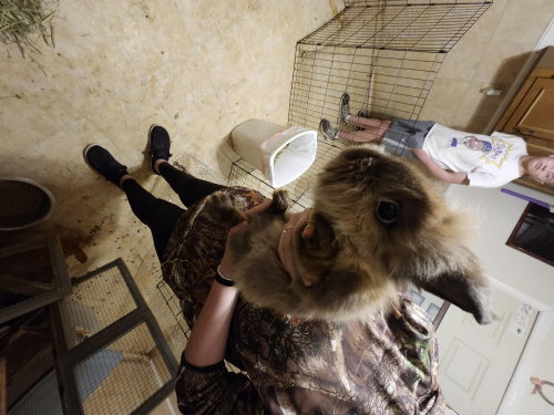 Roger, a rabbit for adoption from Morgan County Humane Society