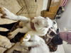 adoptable Rabbit in hartselle, AL named Ben