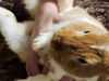 adoptable Rabbit in hartselle, AL named Peter