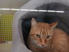 adoptable Cat in  named Ti
