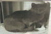adoptable Cat in  named Shoney