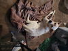 adoptable Dog in hartselle, AL named Kya