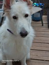 adoptable Dog in hartselle, AL named Lily