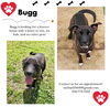adoptable Dog in  named Buggy