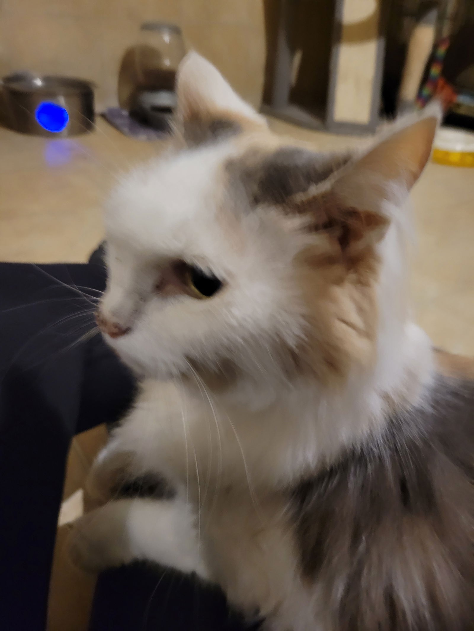 adoptable Cat in Hartselle, AL named Katie