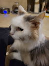 adoptable Cat in hartselle, AL named Katie