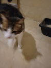 adoptable Cat in hartselle, AL named Henry