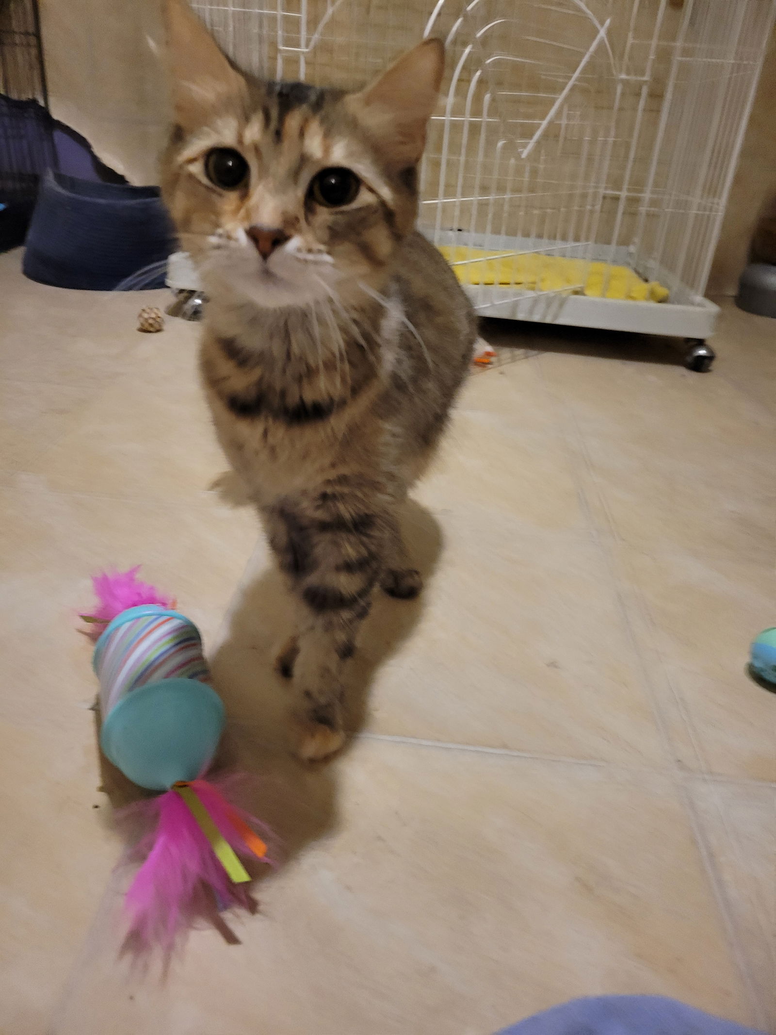 adoptable Cat in Hartselle, AL named Juliette