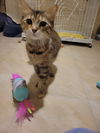 adoptable Cat in hartselle, AL named Juliette