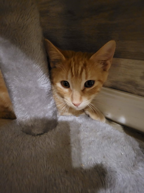Hydrangea, Young Tabby (short coat), cat for adoption in Florence, Alabama