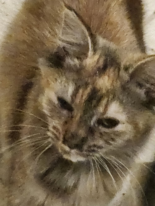 Torta, Baby Tortoiseshell, cat for adoption in Florence, Alabama