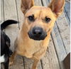 adoptable Dog in , DC named Toni