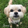 adoptable Dog in  named Scout (bonded with Sophie)