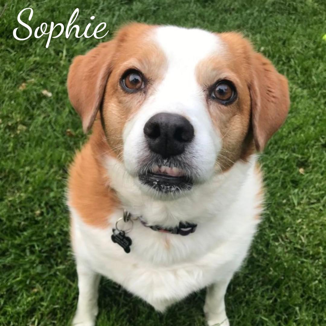 adoptable Dog in Janesville, WI named Sophie (bonded with Scout)
