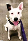 adoptable Dog in  named Echo
