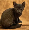 adoptable Cat in , GA named Greyson