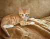 adoptable Cat in , GA named OJ