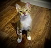 adoptable Cat in , GA named PJ