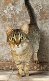 adoptable Cat in , GA named Sweet Pea