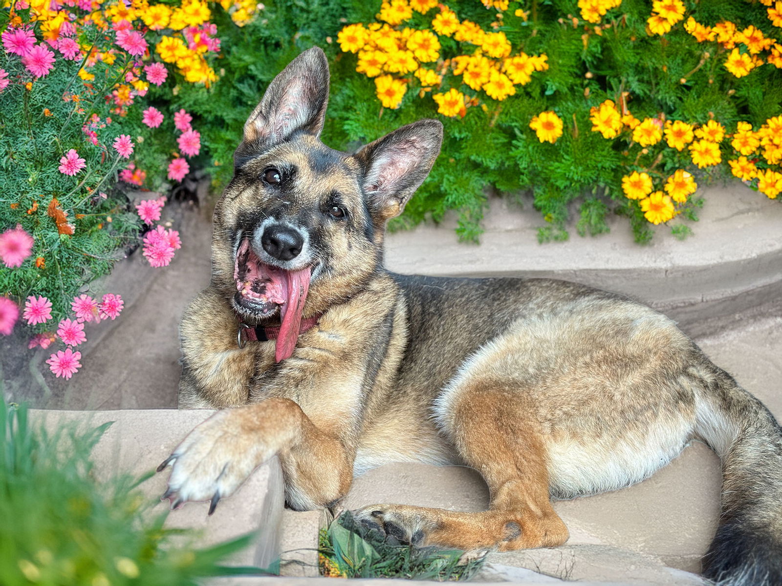 adoptable Dog in Inverness, FL named Nola Grace