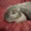 adoptable Rabbit in Midlothian, VA named Pecan