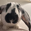 adoptable Rabbit in , VA named Emilio