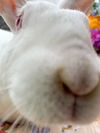 adoptable Rabbit in  named Waffles