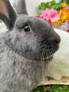 adoptable Rabbit in , VA named Tucker