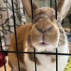 adoptable Rabbit in , VA named Ginger (bonded with George)