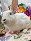 adoptable Rabbit in  named Pancakes