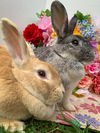 adoptable Rabbit in  named Muffin (Bonded with Sugar)