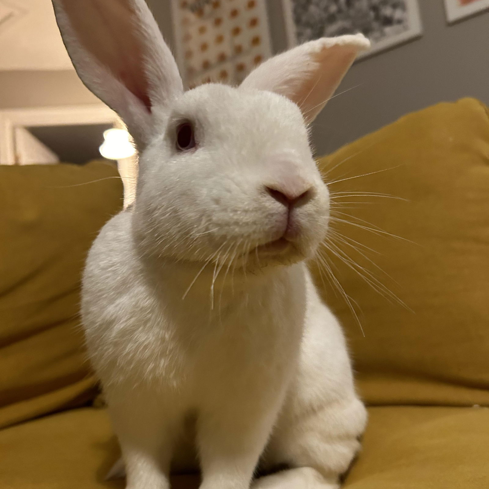 adoptable Rabbit in Midlothian, VA named George (Bonded with Ginger)