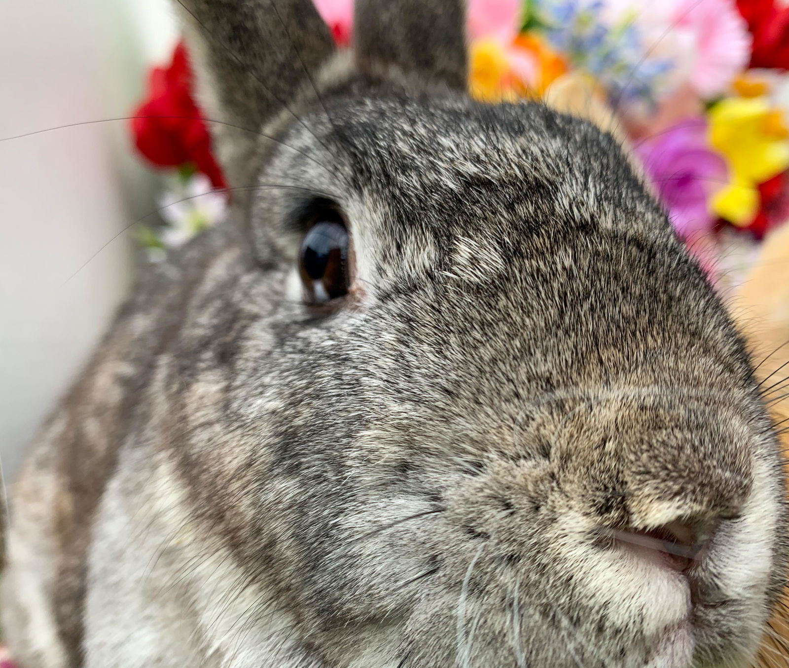 adoptable Rabbit in Midlothian, VA named Sugar (Bonded with Muffin)