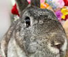 adoptable Rabbit in  named Sugar (Bonded with Muffin)