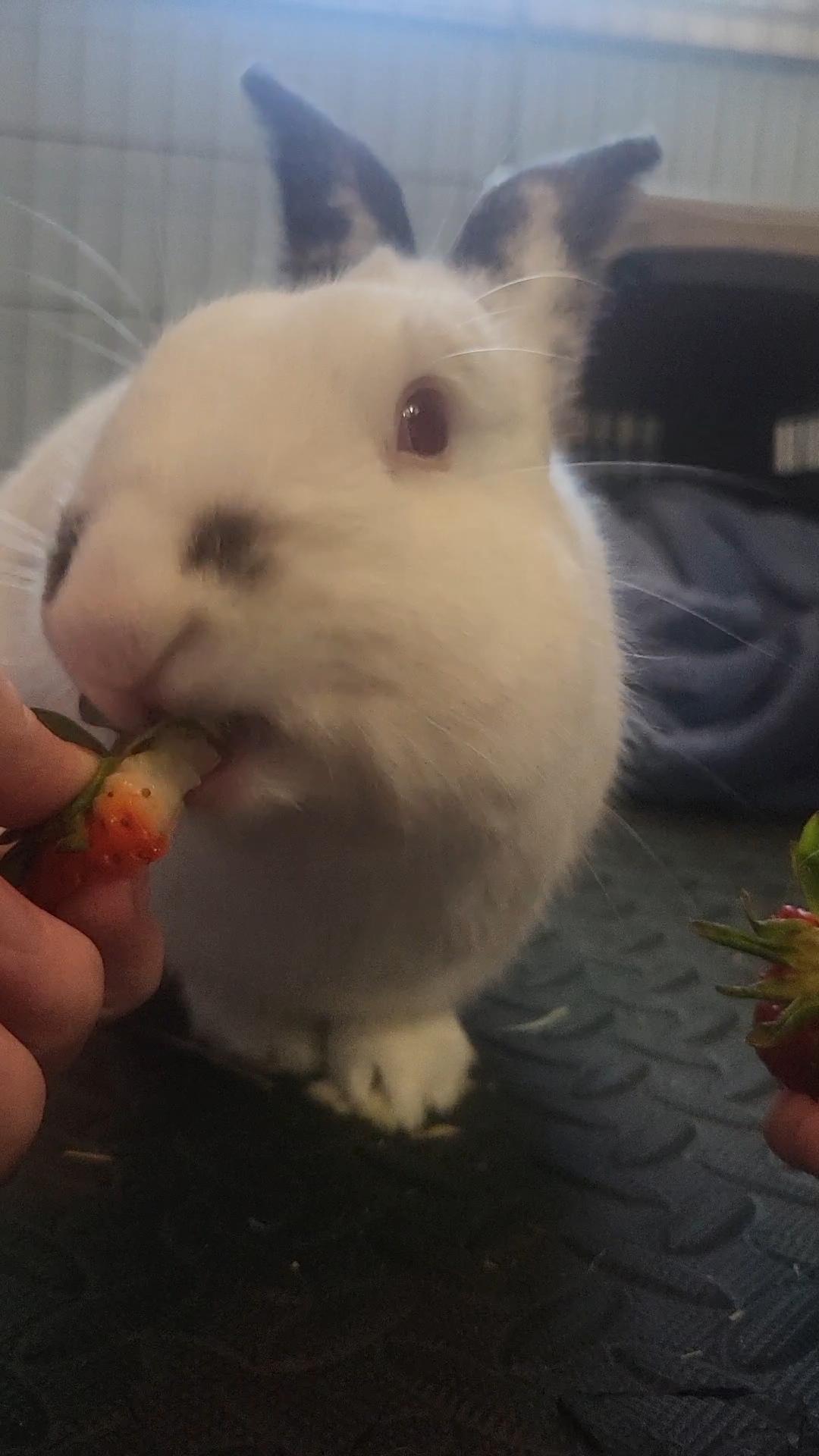 adoptable Rabbit in Midlothian, VA named Pierre (Bonded with Cookie)