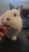adoptable Rabbit in , VA named Pierre (Bonded with Cookie)