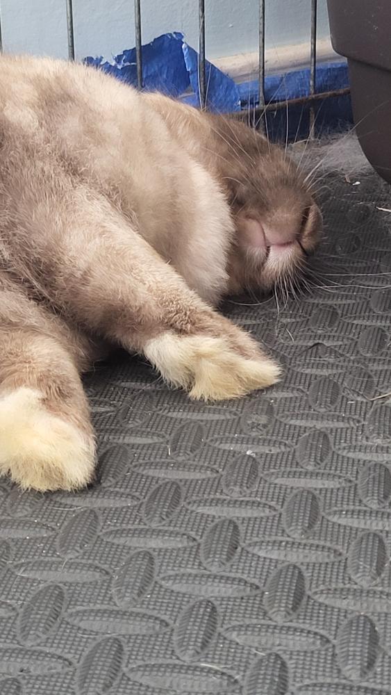 adoptable Rabbit in Midlothian, VA named Cookie (bonded with Pierre)