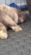 adoptable Rabbit in , VA named Cookie (bonded with Pierre)