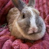 adoptable Rabbit in , VA named Whiskers