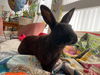 adoptable Rabbit in  named Lebun James