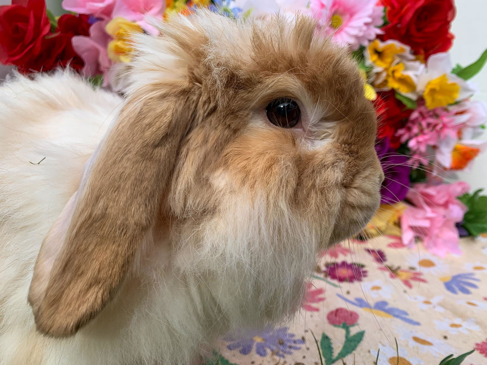 adoptable Rabbit in Midlothian, VA named Willie